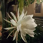 L'agrumeto Segreto 3* Riola Sardo