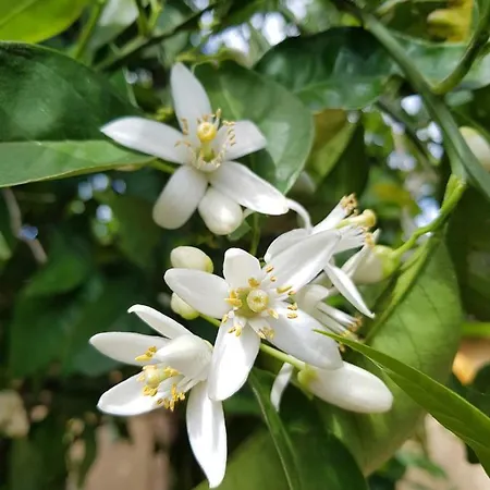 L'agrumeto Segreto 3*