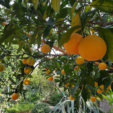 Konukevi L'agrumeto Segreto