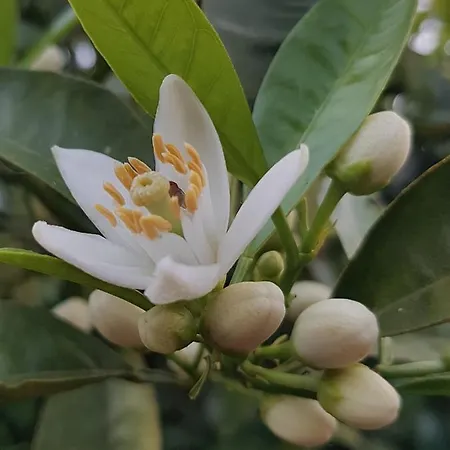 L'agrumeto Segreto 게스트하우스