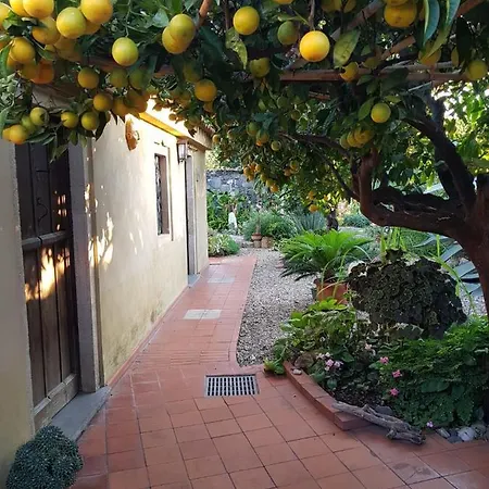L'agrumeto Segreto Riola Sardo