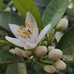 L'agrumeto Segreto Affittacamere