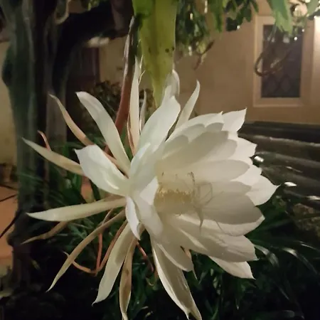 L'agrumeto Segreto * 里奥拉萨尔多